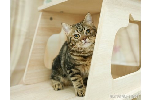 成約済の千葉県のミヌエット-105860の4枚目